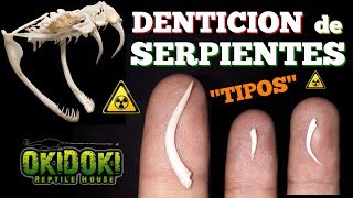 4 TIPOS DE DENTICIÓN DE SERPIENTES ☣️🐍☢️🔝 [upl. by Odraude]