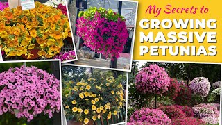 My Secrets to Growing Massive Petunias [upl. by Blaise537]