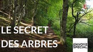 Envoyé spécial Le secret des arbres  26 octobre 2017 France 2 [upl. by Zumwalt]