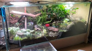 Vivarium with Pristomyrmex punctatus ants [upl. by Dwaine]