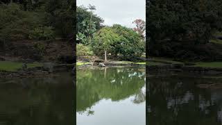 Liliuokalani Gardens in Hilo hilohawaii [upl. by Delcine]