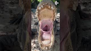 See How Different Creatures Yawn 🐆 🦁🐸🐊 [upl. by Lamraj]