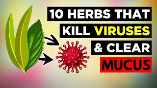 10 Herbs for Healthy Lungs To Clear Mucus amp Viruses [upl. by Adnilasor]