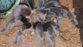 Aphonopelma anaxTexas tan tarantula feeding [upl. by Schaffer489]