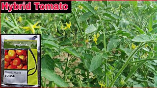 Hybrid Tomato  Syngenta To1156  Tamatar Ki Kheti Kaise Kare  Praveen Thakur [upl. by Snashall382]