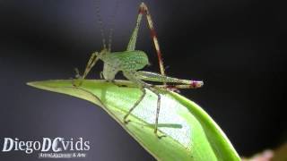 Baby Bush Cricket species Phaneropterinae [upl. by Fabrice795]