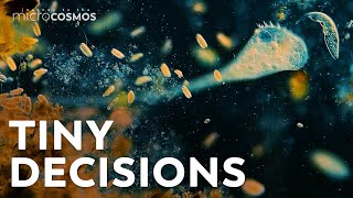 How Do Microbes Make Decisions [upl. by Towill]