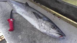 How to Fillet a King Mackerel [upl. by Joscelin]