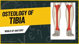 Tibia Bone  Osteology anatomybones neetpg World of Anatomy [upl. by Auqemahs]