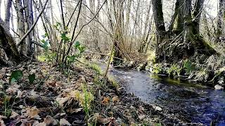 Wassergeräusche Wunderschöner Waldmelodischer Klang  Flusses und Vogelgezwitscher Meditation ASMR [upl. by Doughty946]