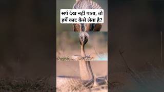 सर्प देख नहीं पातातो हमें काट कैसे लेता है shorts ytshorts snake hindi zoo snakebite facts [upl. by Dorrie]