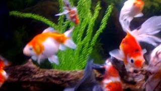 large fancy goldfish aquarium [upl. by Borszcz]