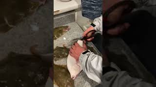 How To Prepare A Flounder With Scissors ✂️ 🐠 🎣 [upl. by Merta]