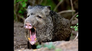 ¡Increíble ¡Pecaríes de collar cerdo salvaje te cuento todo sobre ellos biologia naturaleza [upl. by Aneetsyrk]