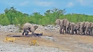 Elephants Try Saving Stuck Rhino from Hungry Lions [upl. by Arised]