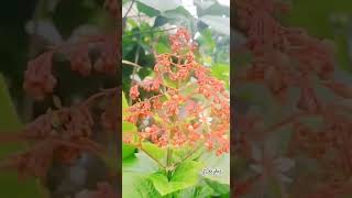 PAGODA FLOWER a species of CLERODENDRUM PANICULATUM flowers plants nature [upl. by Ordep]