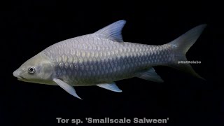 Tor sp Smallscale Salween  Silverback MahseerKelah Bulu Gajah Myanmar [upl. by Bryon]