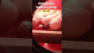 Mashalla eggs are haching😍😘😇new family is comming [upl. by Sutsugua965]