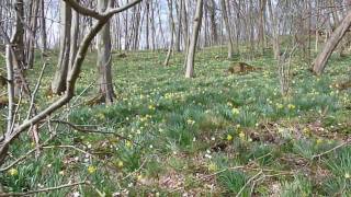 Narzissenwanderung In Kelmis bei Aachen720p FZ28wmv [upl. by Amathist]