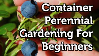 Container Gardening For Beginners  Perennial Fruits [upl. by Sinclare]