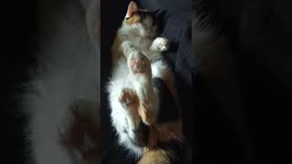 Calicos Toes Cat [upl. by Ahrat]