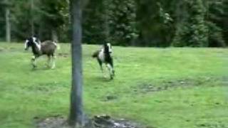 Gypsy Vanner Mares amp Foals On A Summer Afternoon [upl. by Burner708]