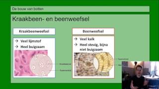 Basisstof 3 De bouw van de botten [upl. by Ahtelra]