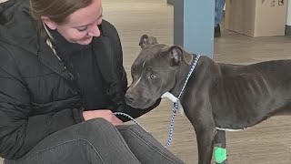 Emaciated dog rescued from frigid backyard in NJ [upl. by Hebner]