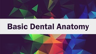 Basic Dental Anatomy for FirstYear Students [upl. by Disharoon]