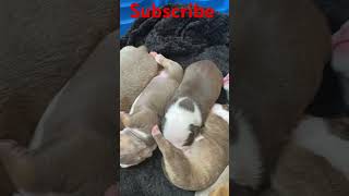 MOB Xocolatl amp Her Beautiful Litter🔥🐾🐶🦍healthydogs pitbull americanbully  puppies [upl. by Eirrot]