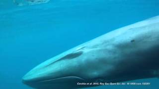 Omura whale caught on camera [upl. by Edme363]