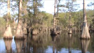 Caddo Lake Fishing Big April Bass [upl. by Ramoh]