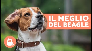 VANTAGGI di avere un BEAGLE🐶✅ 7 MOTIVI PRINCIPALI [upl. by Nybor]