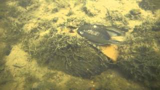 Plain Pocketbook Freshwater Mussel Displaying Lure  Manchester University Environmental Studies [upl. by Anaila]