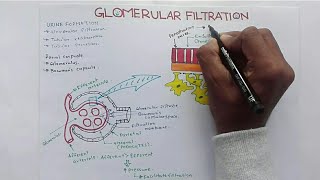 Glomerular Filtration GFR and Factors Affecting Glomerular Filtration RateGFR [upl. by Mortensen]