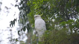 Cinematic Video of the Yellowcrested Cockatoo [upl. by Kelcy]