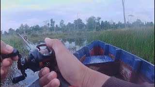 Casting toman bunga rawa Kalimantan ‼️ CASTING KERANDANG  Episode 97 Mancing Ikan Kerandang [upl. by Ramu]