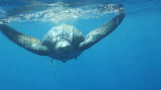 Worlds Largest Turtle  LEATHERBACK SEA TURTLE  Great Barrier Reef Australia [upl. by Ardied]