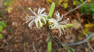 Alangium Salviifolium Flowers [upl. by Zelazny981]