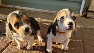 Law Dog Beagle Puppies receiving their first vaccine shot Part 1 [upl. by Emmery]