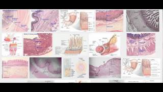 Histology of mucosa submucosa muscularis serosa [upl. by Munmro]