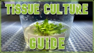 Complete DIY Tissue Culture Guide  Carnivorous Plants [upl. by Ku]