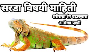 sarda  sarda chi mahiti  sarda vishay mahiti  sarda mahiti  सरड्याचे वैशिष्ट्य  सरडा  lizard [upl. by Kcireddor573]