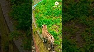 The Rare Herbivorous Tiger at Mysuru Zoo 🌱🐅 MysuruZoo HerbivorousTiger WildlifeWonder Animals [upl. by Stetson480]