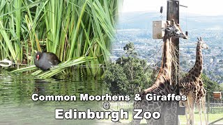 Giraffes and Common Moorhens at Edinburgh Zoo [upl. by Adnoved]