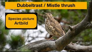 Mistle thrush  Dubbeltrast [upl. by Keese]