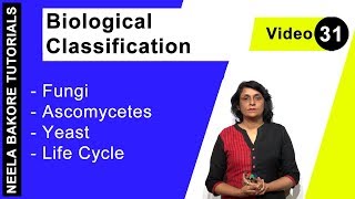 Biological Classification  NEET  Fungi  Ascomycetes  Yeast  Life Cycle  Neela Bakore Tutorials [upl. by Arlyne]