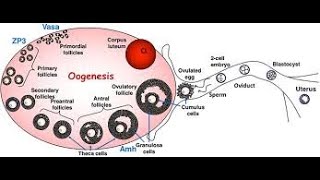 Oogenesis  Multiplication and growth phase [upl. by Nennerb]