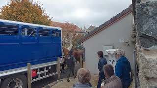 horse fair 馬 Mǎ foire aux chevaux 🐎 Fay sur lignon 43 [upl. by Griff772]