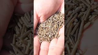 Wild rice from start to finish with samuelthayer378 asmr [upl. by Siroled]